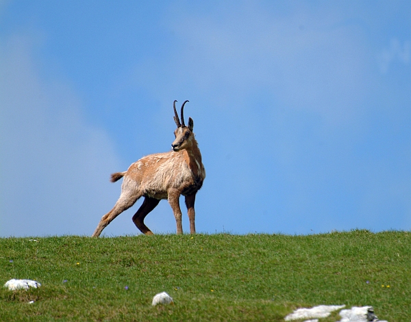 Camoscio d''Abruzzo Rupicapra pyrenaica ornata